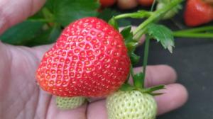 Клубника "ВИВАРА" ремонтантная (6 шт.)